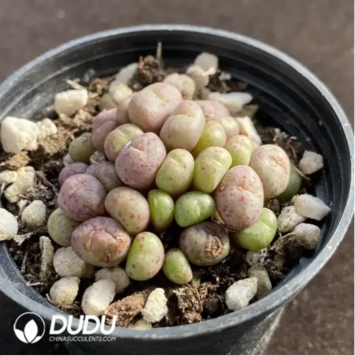 Conophytum Mini Cat Cluster - Image 2