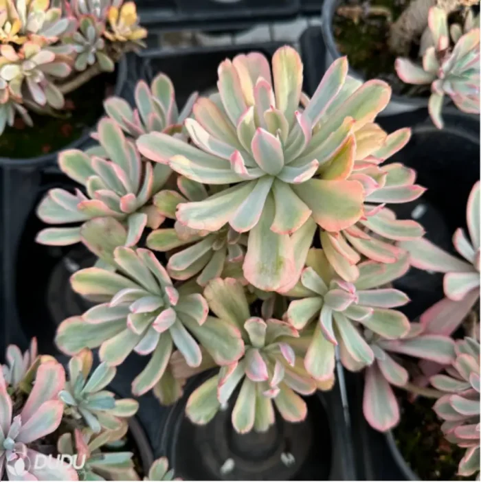 Echeveria Hoveyi variegate Clustering - Image 2