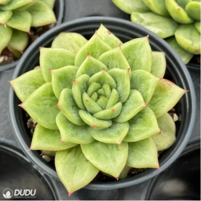 Echeveria Ice Angel variegate - Image 2
