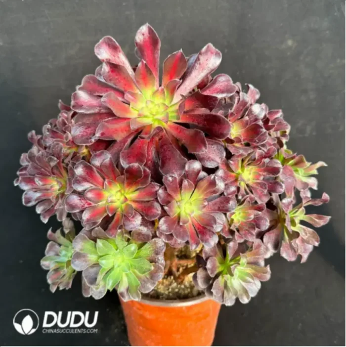Aeonium Plum Purdy Variegated Clustering - Image 2