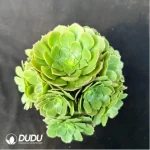 Aeonium Halloween cristata - Image 2