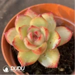 Echeveria  'Puli-lindsayana' - Image 2