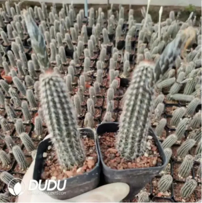 Cactus-Echinopsis mirabilis - Image 2