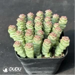 $3.1*6Pcs Crassula Jade Necklace(Scattered Clustering) - Image 2