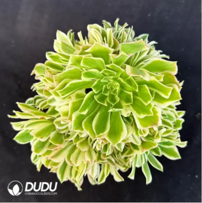 Aeonium Jade variegated Clustering - Image 2