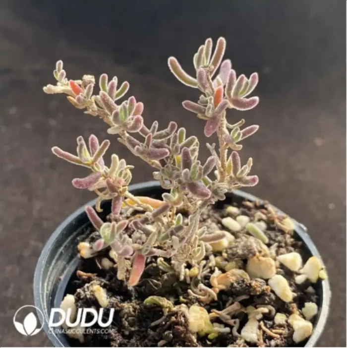 Dicrocaulon Red Flash Branch - Image 2