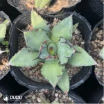 Agave black whale - Image 2