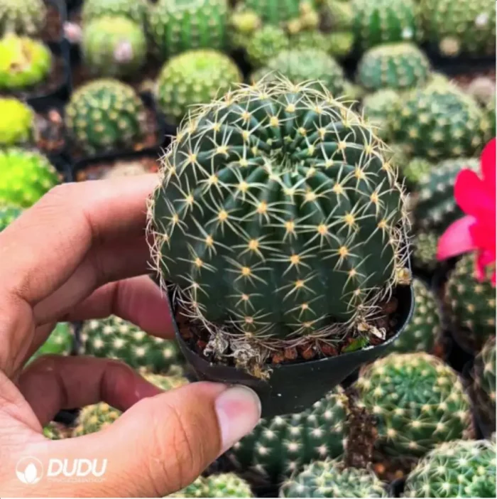 Cactus-Cactaceae Lotus - Image 2