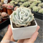 Echeveria Berkeley Light variegate - Image 2