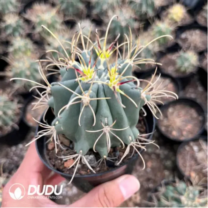 Cactus-GlanduliCactus-Unicatus - Image 2