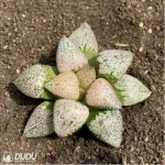 Haworthia Ruby - Image 2