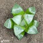 Haworthia Longxi magnifica - Image 2