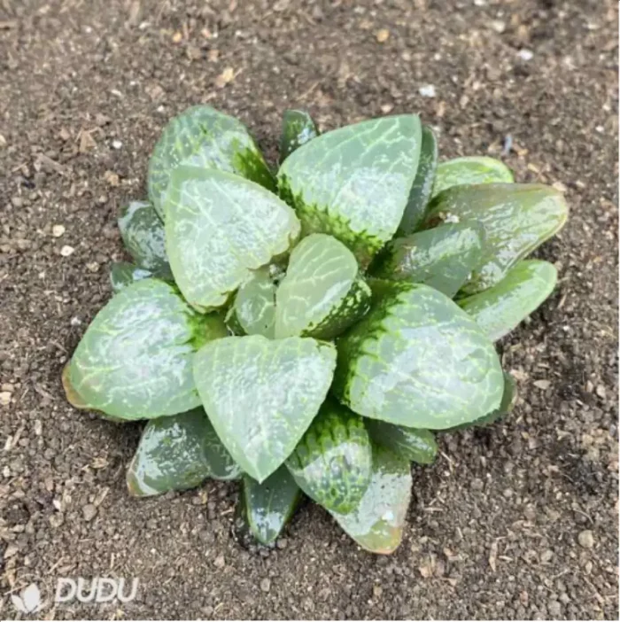 Haworthia White Eyed Dragon - Image 2