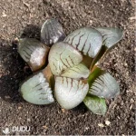 Haworthia Demon Realm - Image 2