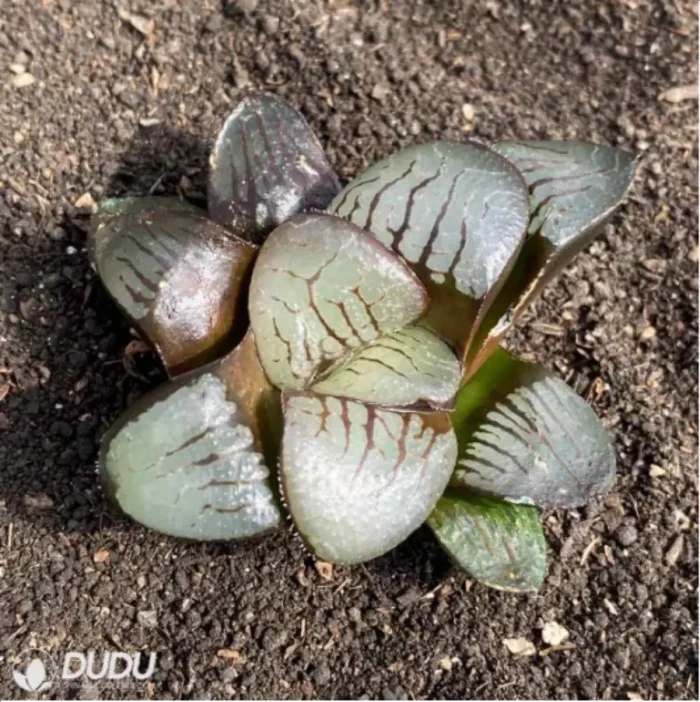 Haworthia Demon Realm - Image 2