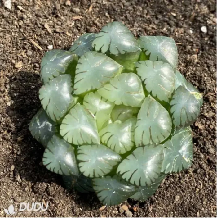 Haworthia Ice Lamp - Image 2