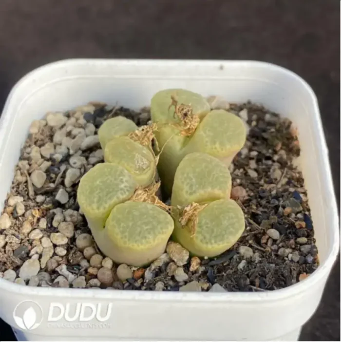 Conophytum Cherry Blossom Wind Chimes 1head - Image 2