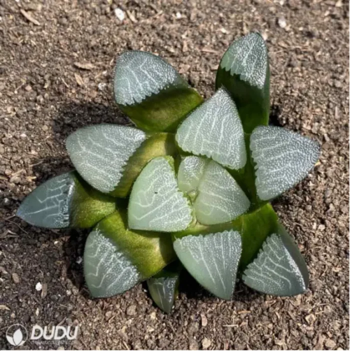 Haworthia Dragon light - Image 2