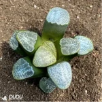 Haworthia Dot - Image 2