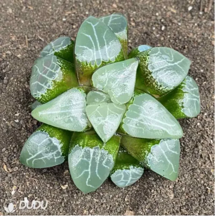 Haworthia Elegans - Image 2