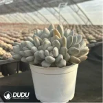 Pachyveria Perfume Clustering - Image 2