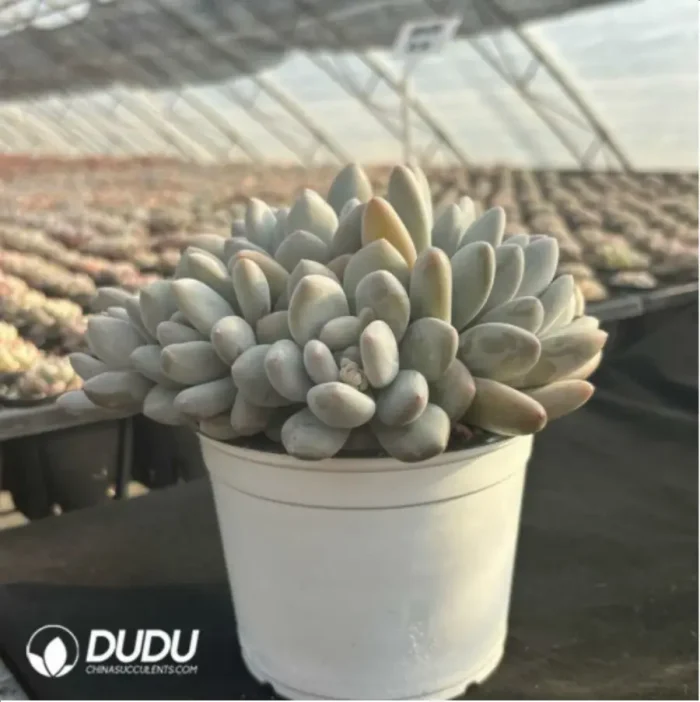 Pachyveria Perfume Clustering - Image 2