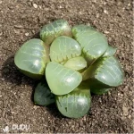 Haworthia Athena - Image 2