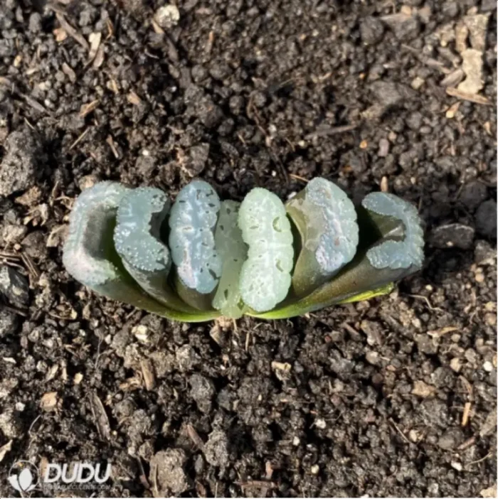 Haworthia Elegans 'Potosina' - Image 2