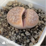 Lithops Latte - Image 2