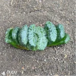 Haworthia pirate - Image 2