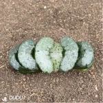 Haworthia Wu Zetian - Image 2