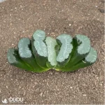 Haworthia Titan - Image 2