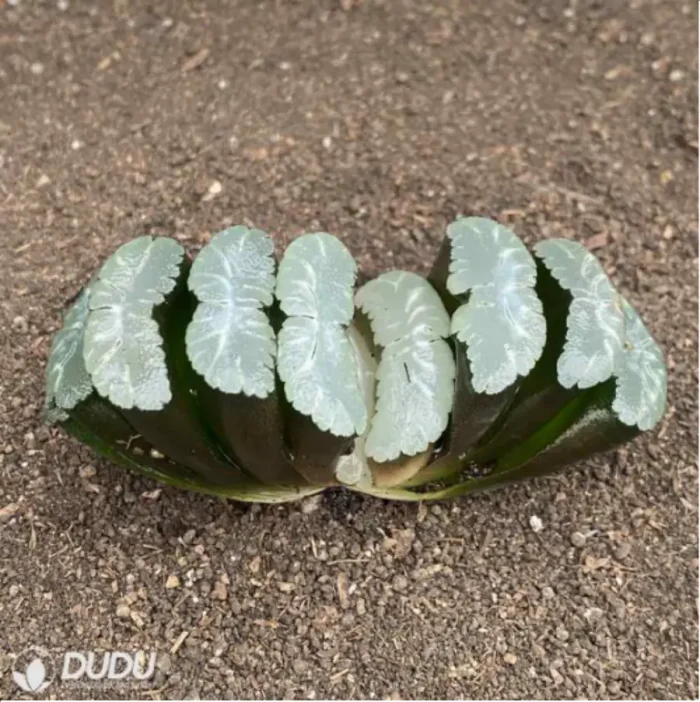 Haworthia Saifuji - Image 2