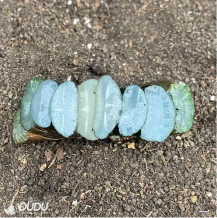 Haworthia Okubo lens - Image 2