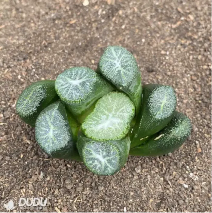 Haworthia Carpenter's sister - Image 2