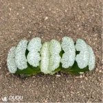 Haworthia tiger girl - Image 2