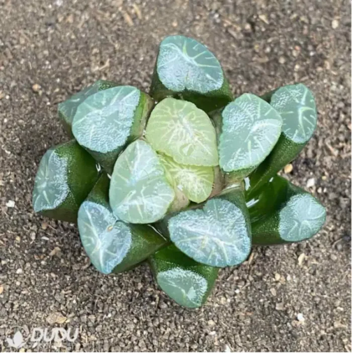 Haworthia Ice and Fire - Image 2