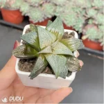 Haworthia Aluminum Star - Image 2