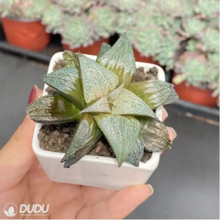 Haworthia Aluminum Star - Image 2