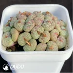 Conophytum Pockmarked face 1head - Image 2