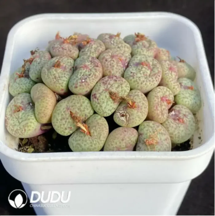 Conophytum Pockmarked face 1head - Image 2