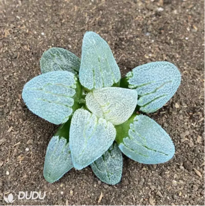 Haworthia Railway Silver - Image 2