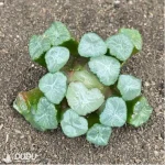 Haworthia Anshou - Image 2