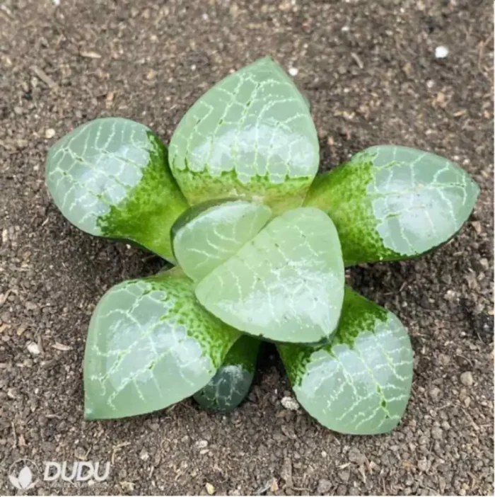 Haworthia Ice soul - Image 2