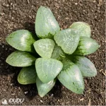 Haworthia White Eyed Dragon - Image 2