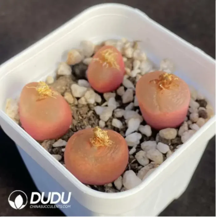 Conophytum Honey peach - Image 2