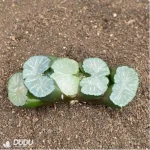 Haworthia Bai Ya - Image 2