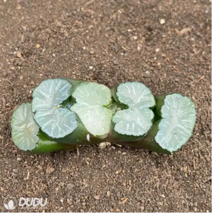 Haworthia Bai Ya - Image 2