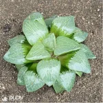 Haworthia Moonlight magnifica - Image 2