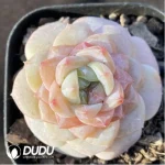 Echeveria K057 - Image 2